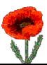 farsiflower-f